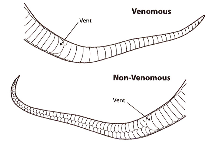 Venomous Vs Non Venomous Snakes | My XXX Hot Girl