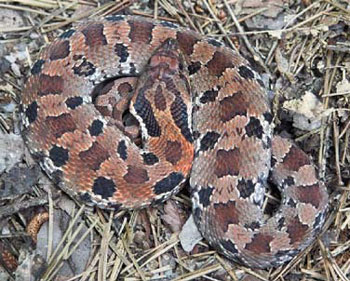 Eastern Hog-Nosed Snake  Missouri Department of Conservation