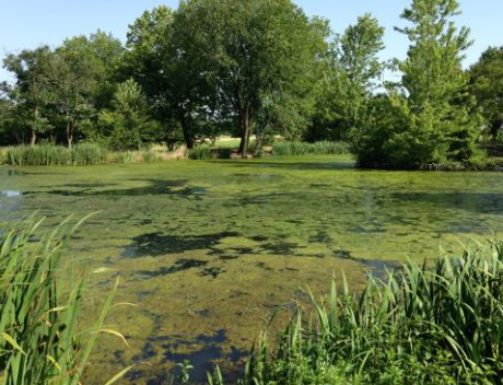 Filamentous algae on a pond.