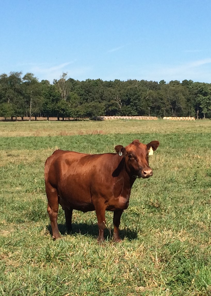 Red Angus Cow from the Batesville Research Station