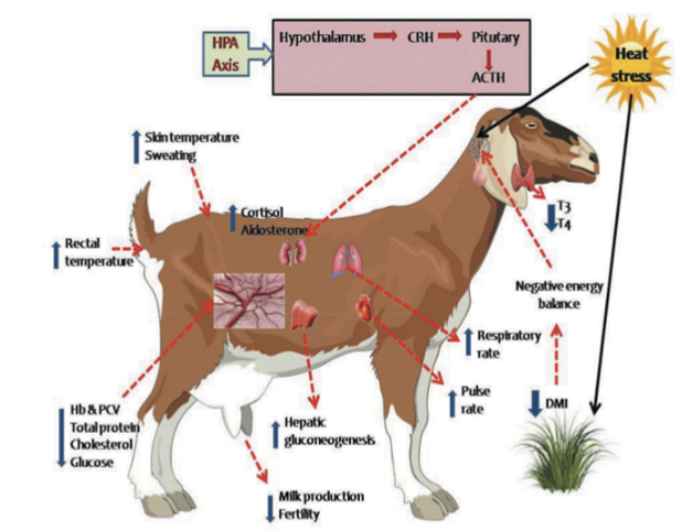 heat stress affects the goats hypothalamus causing a reaction such as rectal temp increase, skin temp increase, sweating, milk production and fertility decrease, hb and pcv total protein cholesterol and glucose decreases, hepatic and gluconeogenesis increase, pulse and respiration increase, energy and food intake decreases