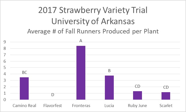 Fall Runners Strawberry Variety Trial