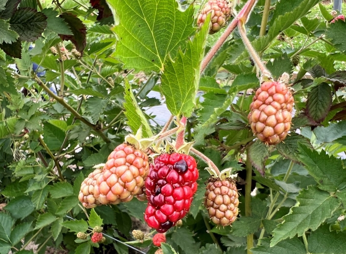 Picture 2 – Blackberry fruit beginning to blush (drupelets turning from red to black). This is the point in which a spray schedule should begin for SWD.