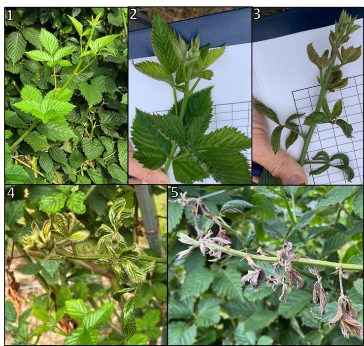 Picture 6. (1-5) Rating scale for broad mite damage. A rating of 1 has no shortened internodes or leaf cupping. A 2 rating indicates leaf bronzing, reduced internode length and the beginning of leaf cupping or upturned leaves. A rating of “3” exhibits excessive leaf cupping and a rating of 4 indicates that leaves are beginning to become necrotic. A rating of 5 indicates tip-dieback and excessive necrosis of new leaves. Photos by Ryan Keiffer, Jared Linn, and Aaron Cato.