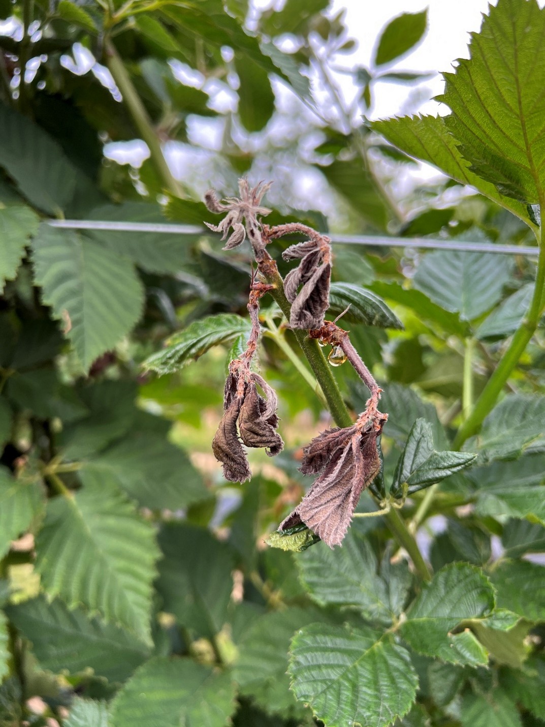 Picture 4. Severe injury from broad mite infestations. This primocane was severely stunted, leaves began to be necrotic, and the tip was completely killed back.