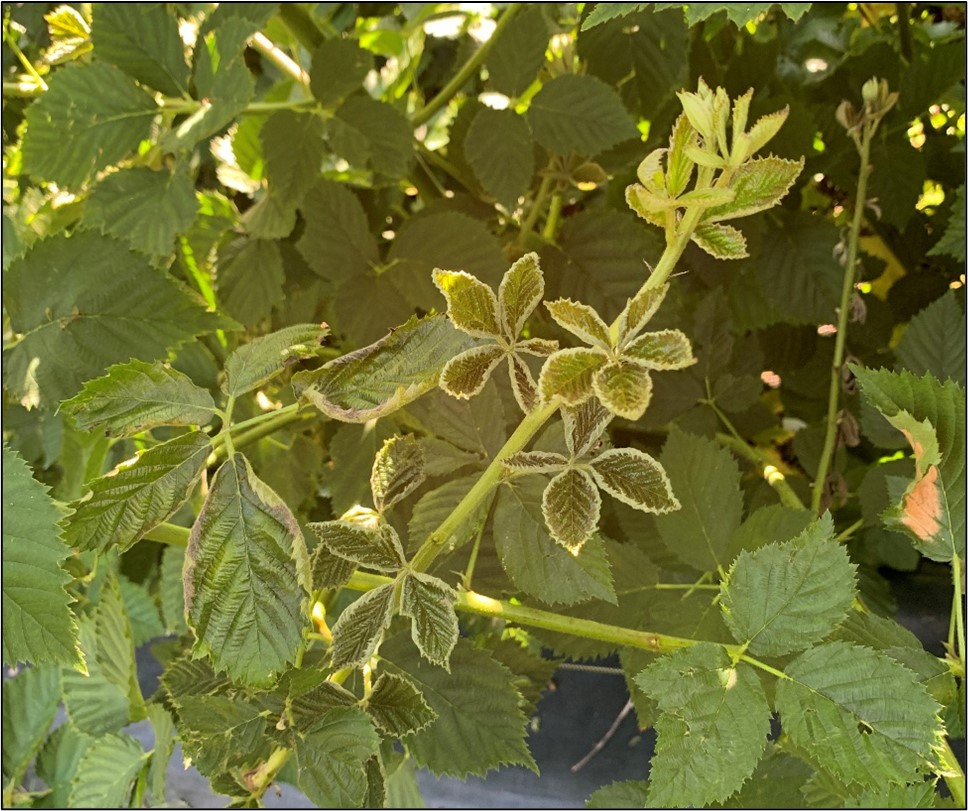 Picture 1. Broad mite damage observed on blackberry in 2024 in Northeast Arkansas. Broad mite damage can easily be identified by inward rolling of leaves, leaving a spade-like appearance, along with shortened internodes.