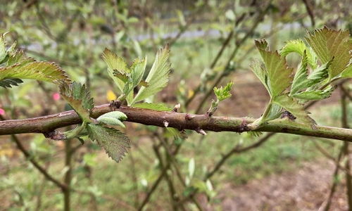 Figure 3. Blackberry floricane exhibiting bud stacking from broad mite feeding during primocane growth in the previous season.