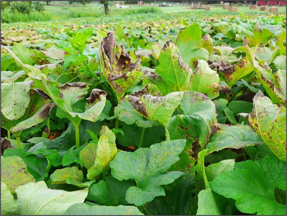 Picture 3. Downy mildew symptomology observed in Clay County. Leaves toward the bottom of the picture show signs of early symptomology with yellow angular lesions. Many leaves of this picture show advanced symptomology with leaves rolling inward. Photo by Allison Howell, Clay County UAEX. 