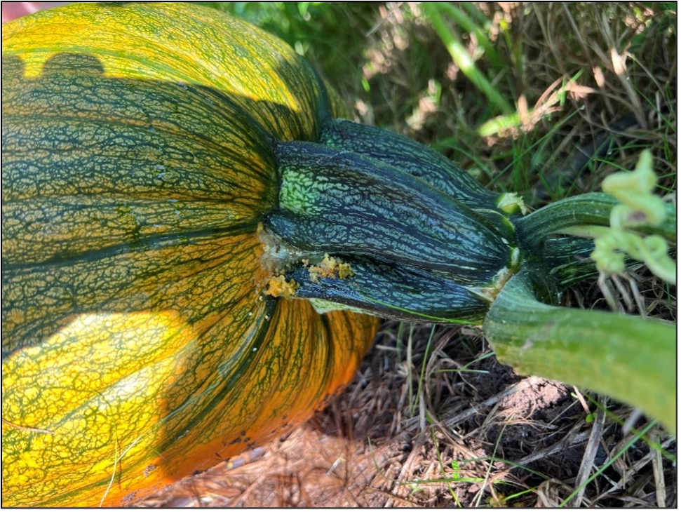 Picture 1 – Melonworm feeding on a jack-o-lantern pumpkin at a pumpkin patch near Little Rock, AR on 9/19/2024. This grower had sprayed within the last 7 days with a pyrethroid insecticide, and larvae that were observed likely hatched after residual activity had lapsed or survived due to poor insecticide coverage. Picture by Aaron Cato.