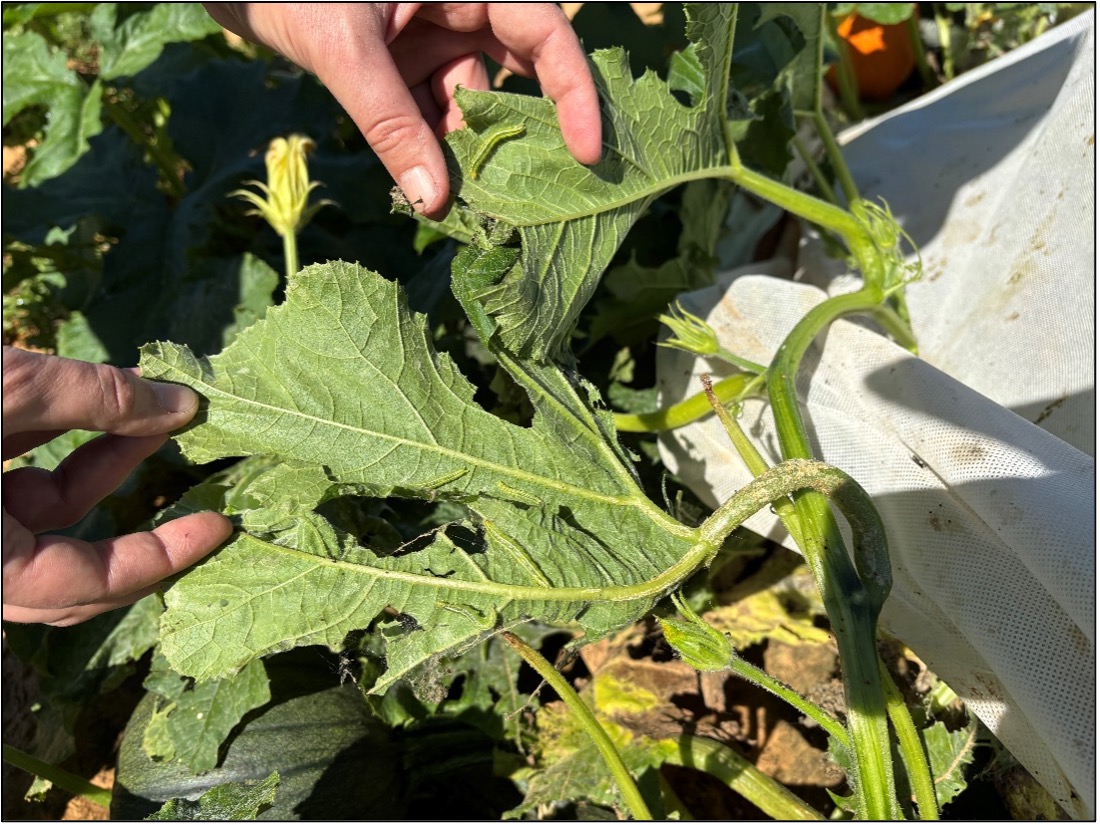 Picture 2 – Melonworm larvae on a later planted pie pumpkin plant (~July 10th) in Hope, AR on 9/26. At least five larvae can be observed on these two leaves alone, indicating extremely high infestation pressure from melonworm. Picture by Ryan Keiffer.