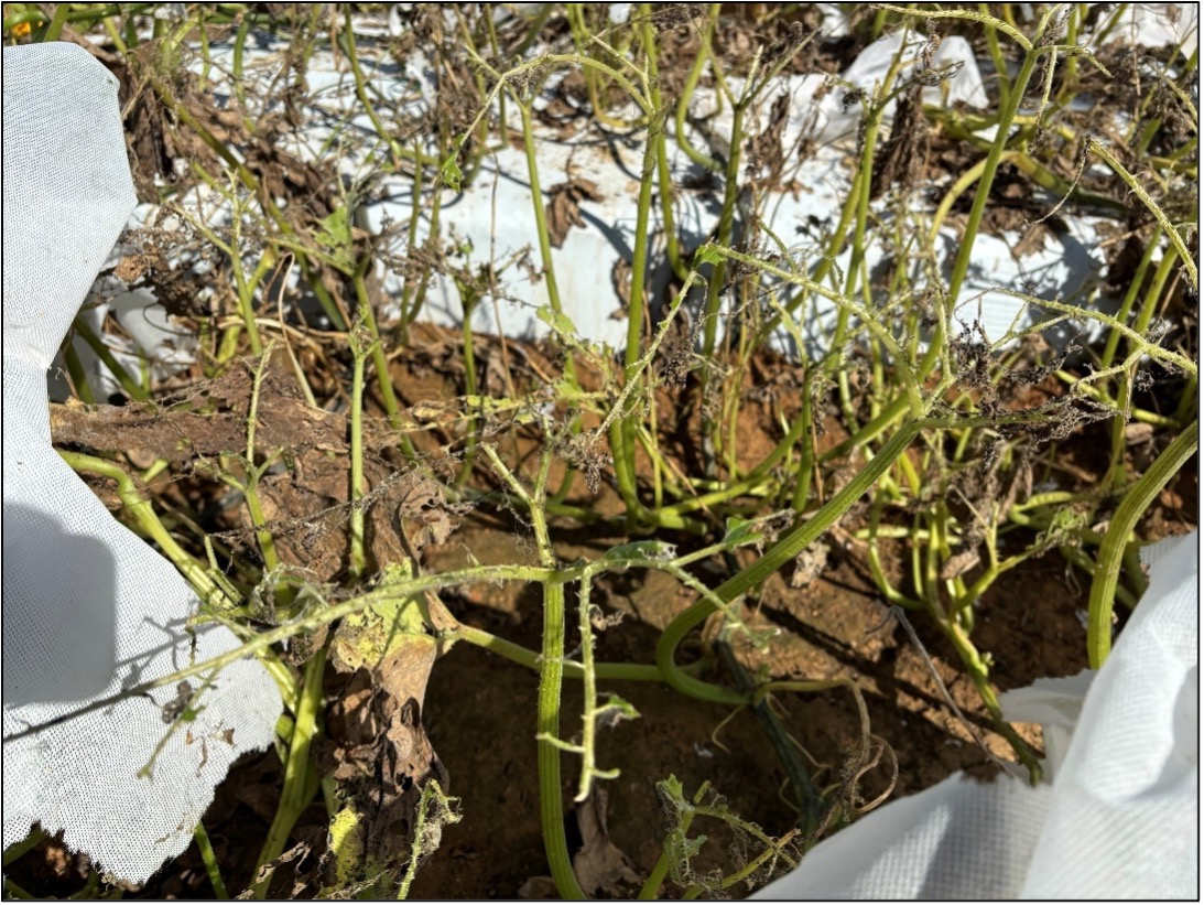 Picture 3. Pie pumpkins that have been completely defoliated by melonworm larvae in Hope, AR.  These plants were originally covered by 2-ounce row covers to protect from melonworm infestation, however row covers broke down due to high moisture and heat in only a few weeks. Picture by Ryan Keiffer on 9/26.