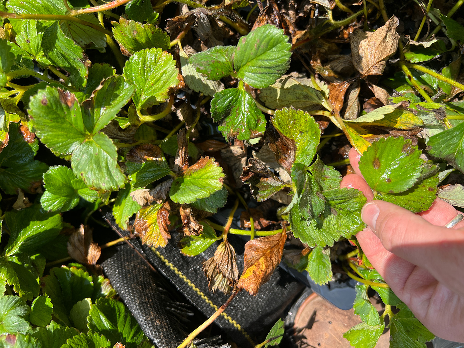 Neopestalotiopsis symptoms on strawberry plants
