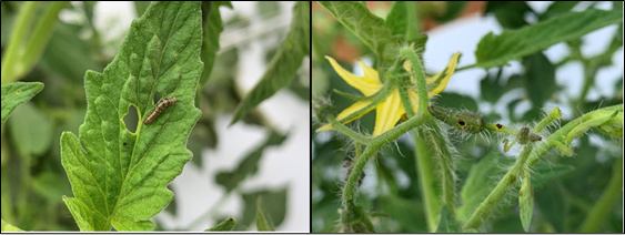 A 3rd instar tomato fruitworm still feeding on tomato leaves (left) and feeding damage from tomato fruitworm on unopened flowers (right).