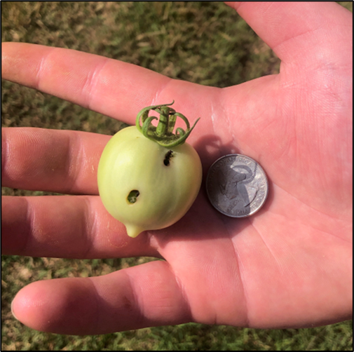 Tomato damaged by tomato fruit worm. Frass can be seen by a feeding hole in the fruit. Picture taken 5/30/2023 in Hermitage, AR by John Gavin – Bradley County UAEX