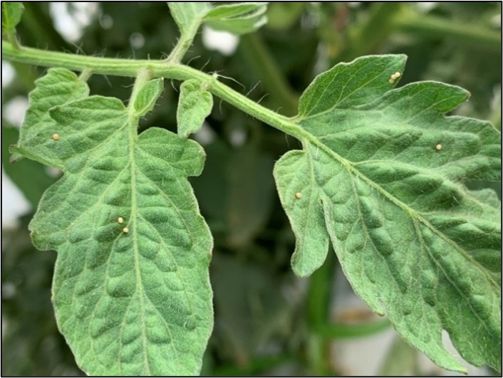 Picture 4 – Tomato Fruitworm eggs present in large amounts on tomato leaves.