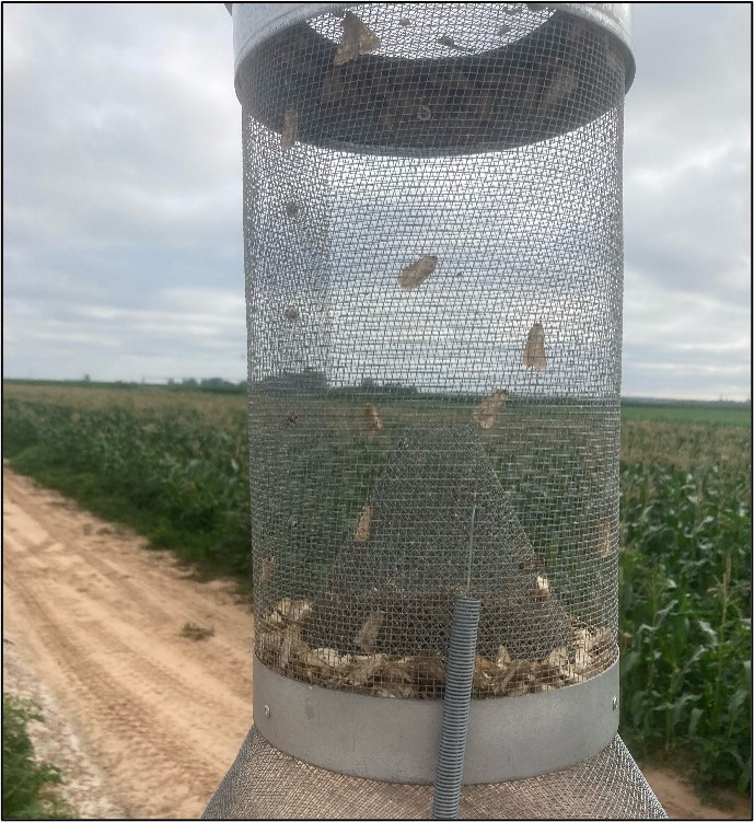 Picture 1 – Tomato Fruitworm Moth Trap in Lafayette County. Picture are 300+ moths caught from May 17-24 in 2023. Picture by Jerri Dew, County Extension Agent and Staff Chair, Lafayette County.