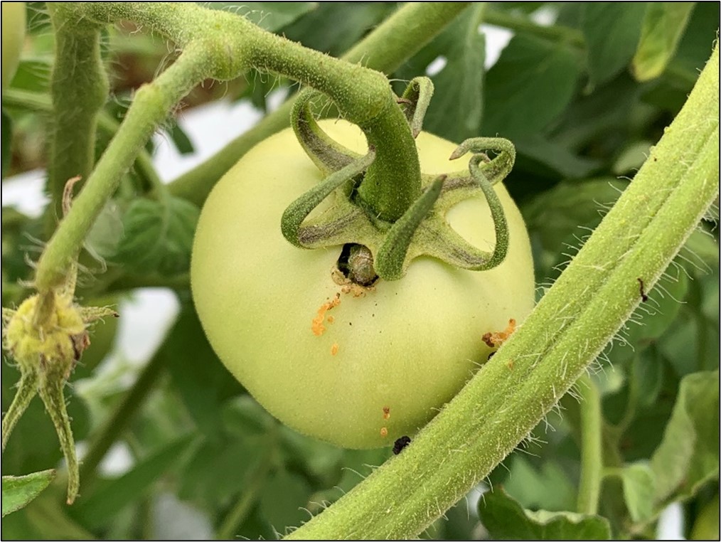 Picture 6 – Escaped worm feeding on tomato fruit.