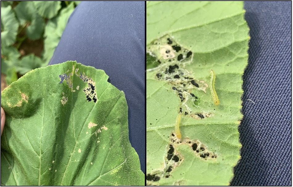 Melonworm larvae on pumpkin leaves in Kibler, AR, 8/08/2023. Pictured left are signs of feeding on tops of leaves, and right the early-instar larvae feeding underneath. 