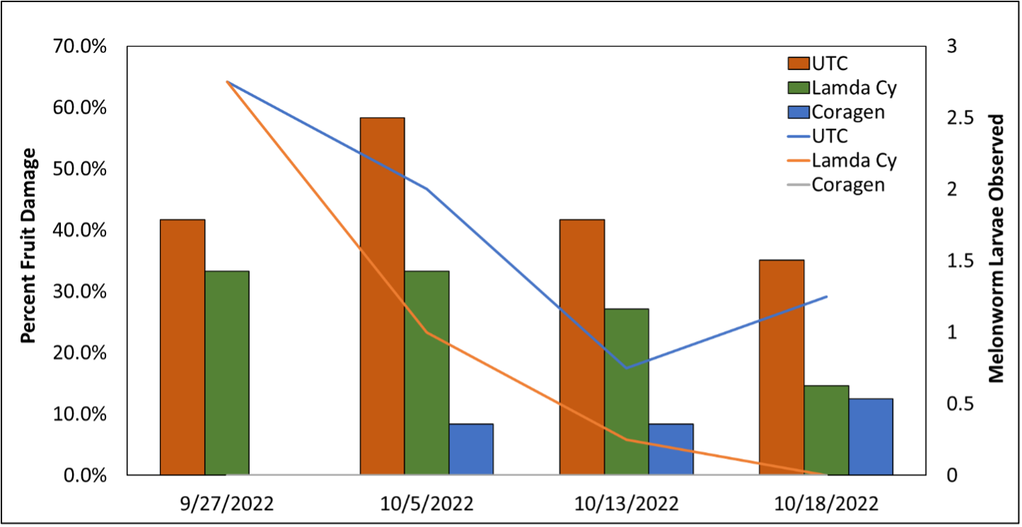 Figure 4 – Melonworm efficacy trial from 2022 in Alma, AR on pumpkins. An application of Lambda cyhalothrin (IRAC 3A – pyrethroid) or Coragen (IRAC 28 – diamide) was made on 9/19 when melonworm moths and larvae were first observed and were compared to an untreated control (UTC). The left y-axis corresponds to the bars and indicates the percent fruit damage that was observed, while the right y-axis corresponds to the lines and indicates the number of melonworm larvae observed in plots with 3 plants. 