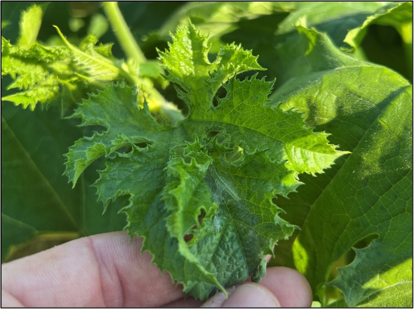 Melonworm pictured on pumpkin in Hope, AR on 8/15/2024. Melonworm can often be observed first in new pumpkin growth as pictured above. 