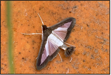 Melonworm moth on a mature pumpkin. These moths are easily observed on fruit or leaves during daytime hours and are easily disturbed. 