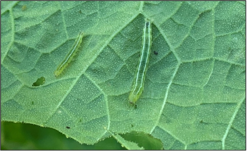 Melonworm caterpillars present on the underside of a pumpkin leaf. These larvae can be identified by their green color and the two white stripes on their back.