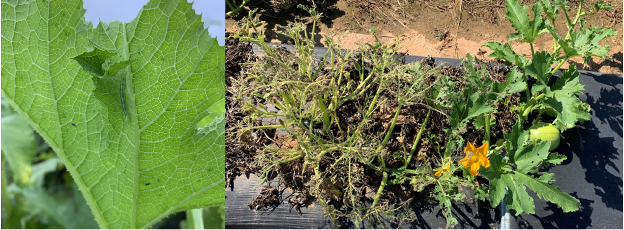 Picture 6 – Feeding damage caused by melonworm which is usually characterized by “skeletonized’ leaves that only have veins remaining in high density (pictured right) or by rolled leaves (pictured left).