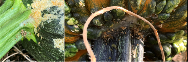 Picture 7 – Melonworm larvae feeding just under the handle/stems of pumpkins. Look for webbing or excrement, as shown in this picture, as an indication that larvae are feeding underneath.