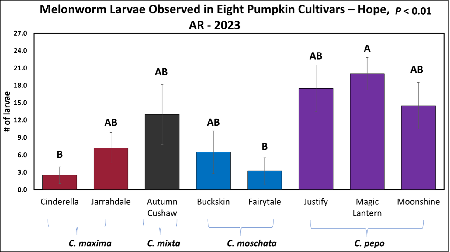 Figure 1 – Number of melonworm larvae observed on eight varieties of pumpkins across four different species of Cucurbita in Hope, AR in 2023. ‘Cinderella’ and ‘Fairytale’ exhibited significantly fewer melonworm than ‘Magic lantern’. In general, varieties in Cucurbita pepo exhibited more melonworm larvae than any specialty pumpkin variety.