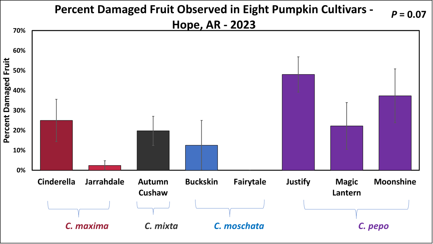 Figure 2 - Number of melonworm damaged fruit observed on eight varieties of pumpkins across four different species of Cucurbita in Hope, AR in 2023. No significant difference was observed when comparing fruit damage, but varieties in Cucurbita pepo exhibited more damage than any specialty pumpkin variety. No injury was observed in ‘Fairytale’ and less than 5% was observed in ‘Jarrahdale’.