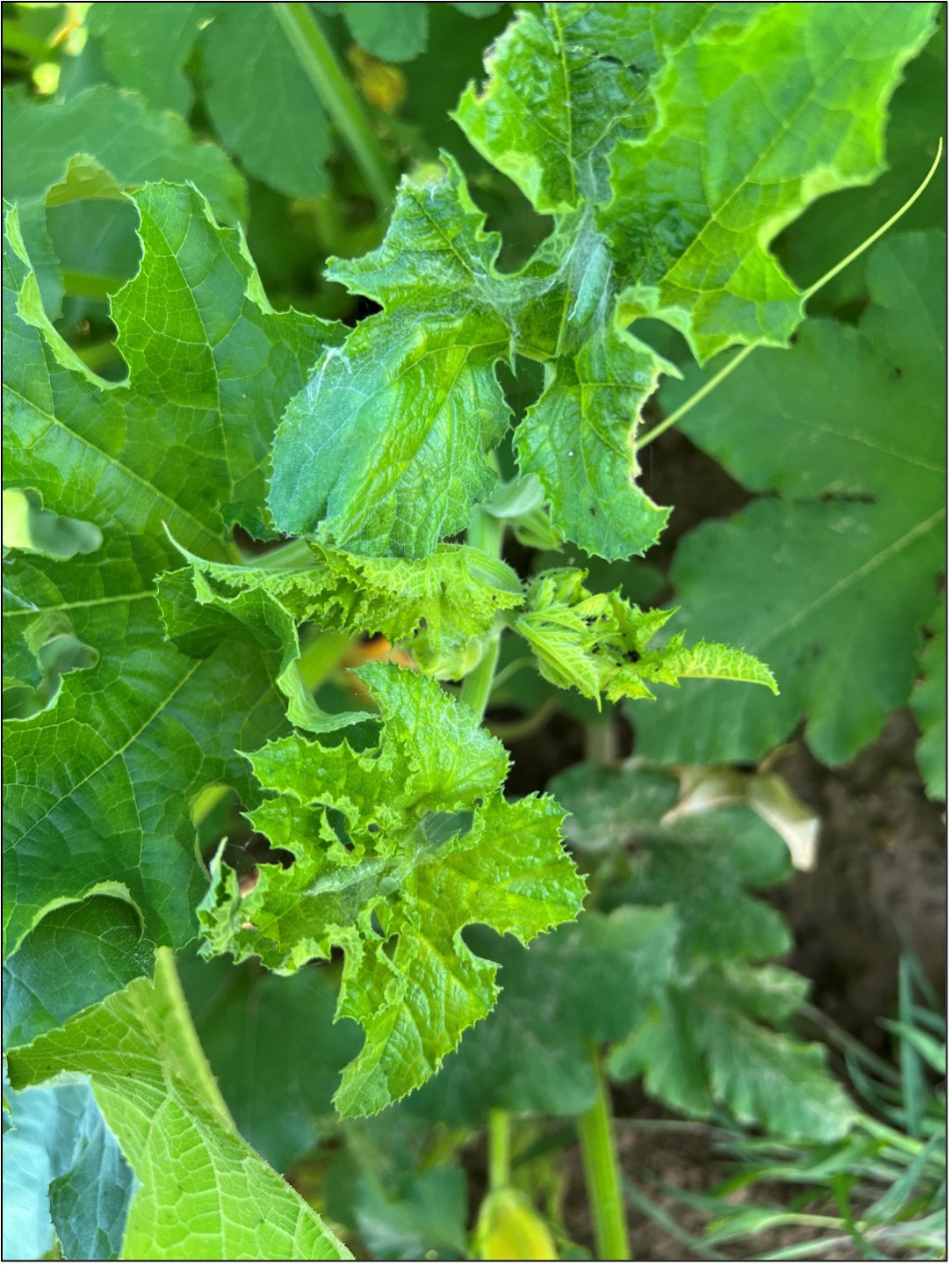 Melonworm larve feeding on the shoots of cucurbit runners.