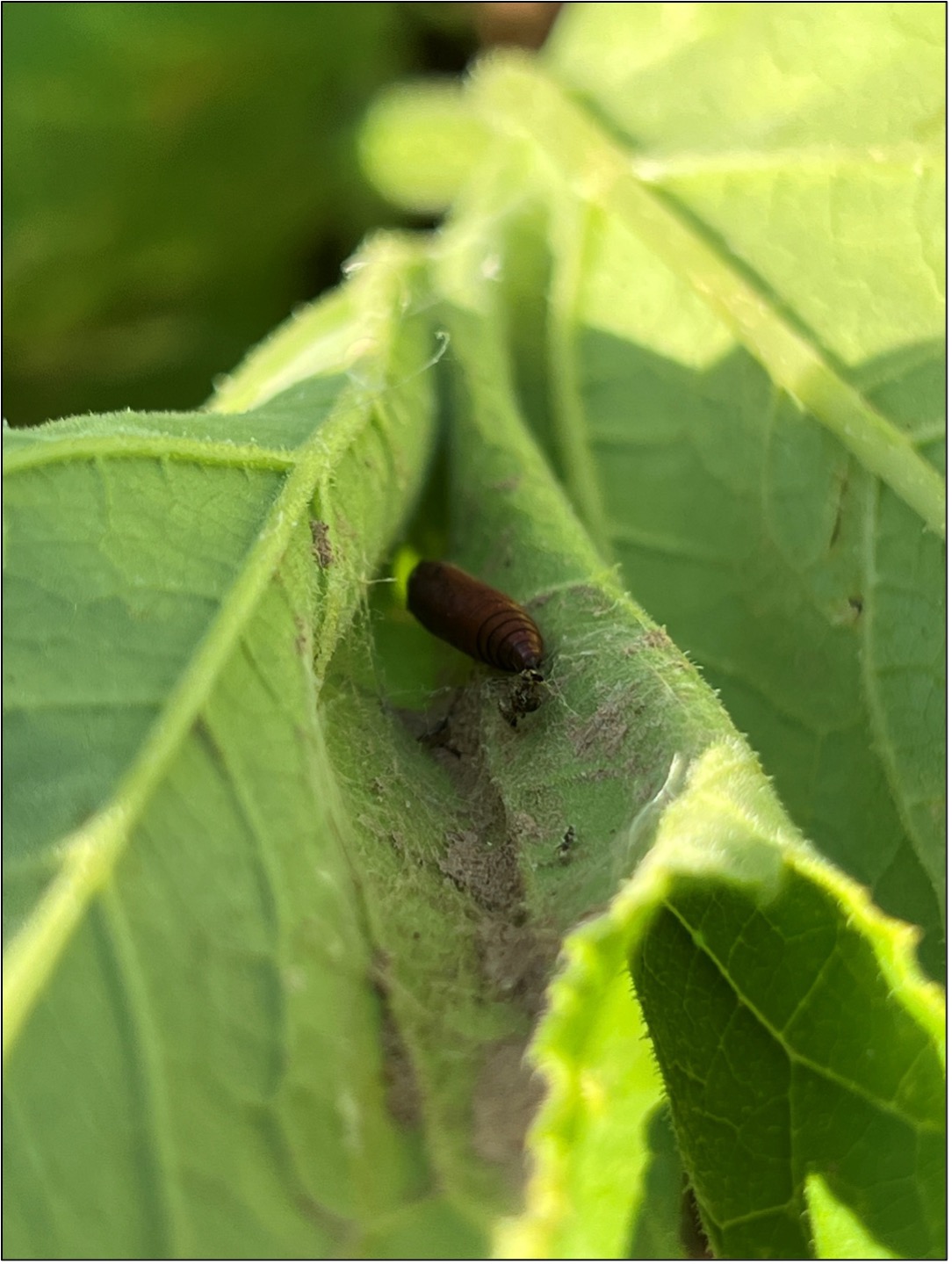 Melonworm pupae inside a pumpkin leaf.