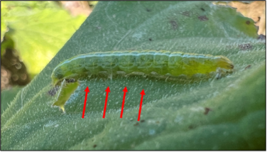 Melonworm larvae with four red arrows point to the four sets of prolegs.