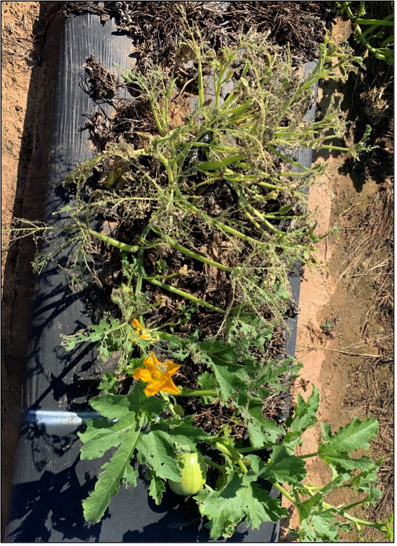 Defoliated pumpkin plants.