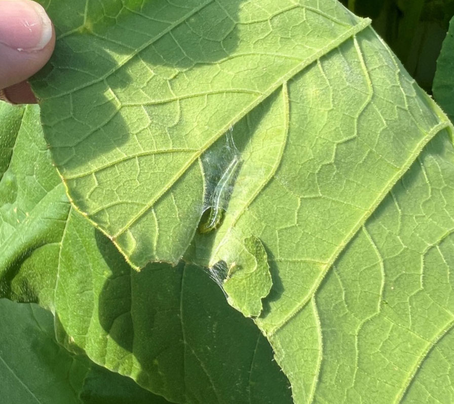 Melonworm larvae encased in a silken structure.