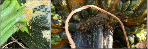 Melonworm laeve feeding on handle/stem of pumpkins.