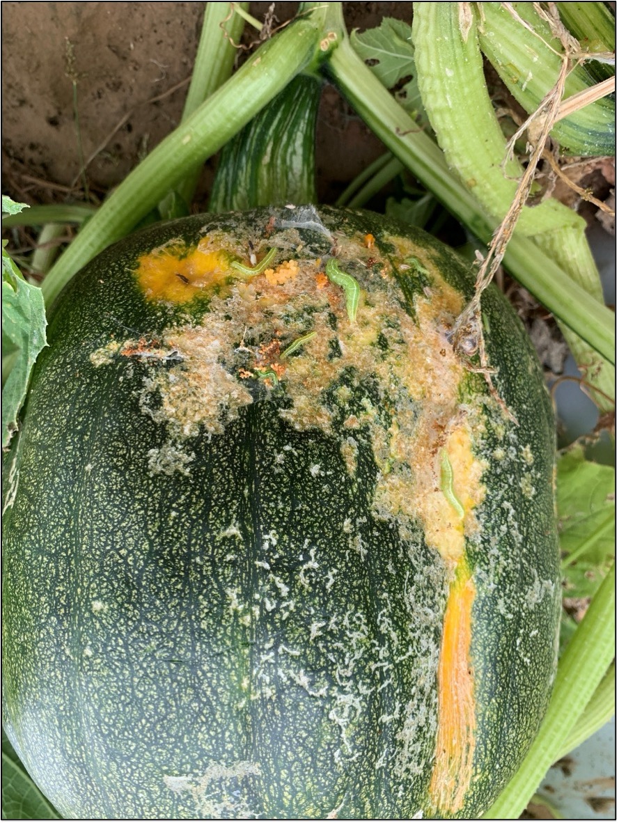 Unripe pumpkin with melonworm actively feeding on the rind.