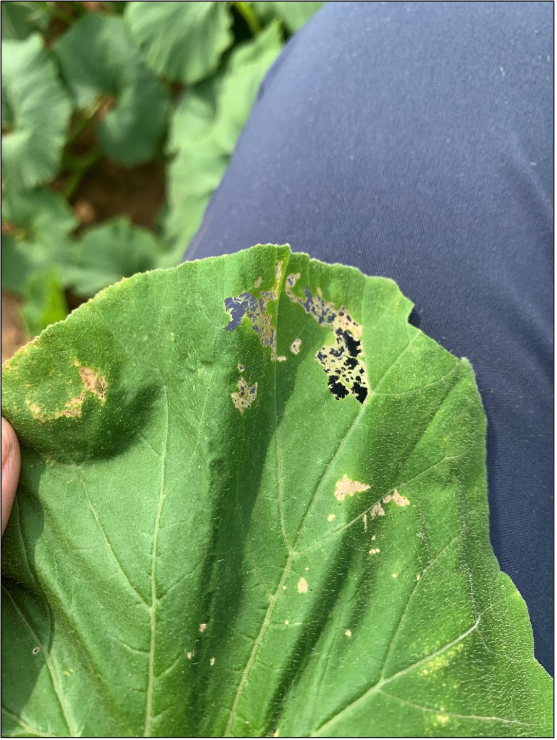 Signs of melonworm feeding on pumpkin leaf.