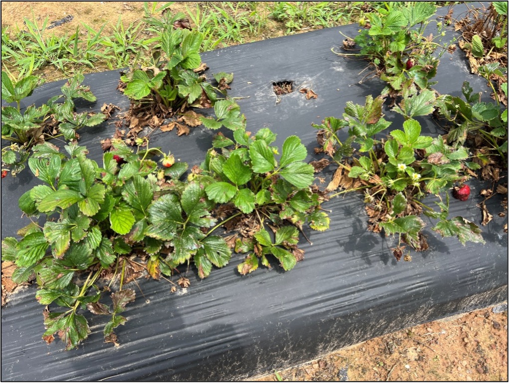 Picture 1. Neopestalotiopsis present on strawberry plants in Northwest, AR in the spring of 2024. These plants were confirmed to be infected with the aggressive species first observed in Florida.