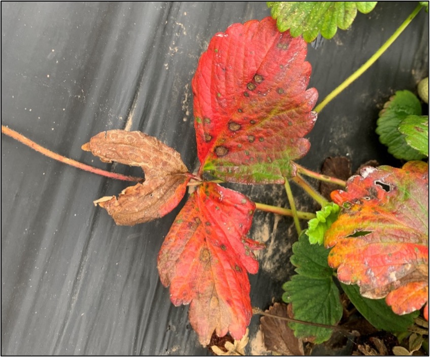 Picture 2. Neopestalotiopsis leaf spot present on strawberry in Northwest, AR. Reddening on leaves is a good indication of crown rot occurring due to this disease.