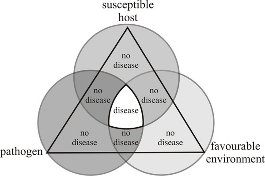 Picture 3. Illustration of the disease triangle. All three points of the triangle must be present for a disease to occur. Image by Department of Plant Pathology of the University of Wisconsin-Madison.