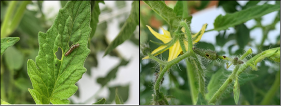 Picture 5 – A 3rd instar tomato fruitworm still feeding on tomato leaves (left) and feeding damage from tomato fruitworm on unopened flowers (right).