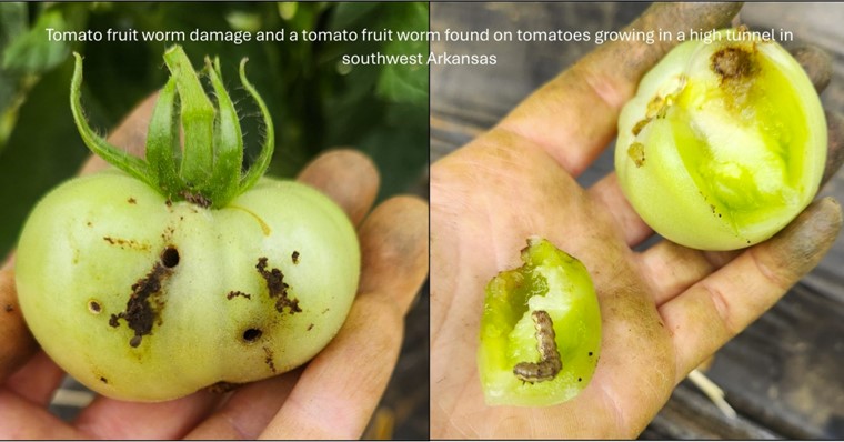 Picture 3 – Tomato damaged by tomato fruit worm in Hope, AR on May 10th 2024. Frass can be seen by a feeding hole in the fruit. Picture taken by Taunya Ernst.