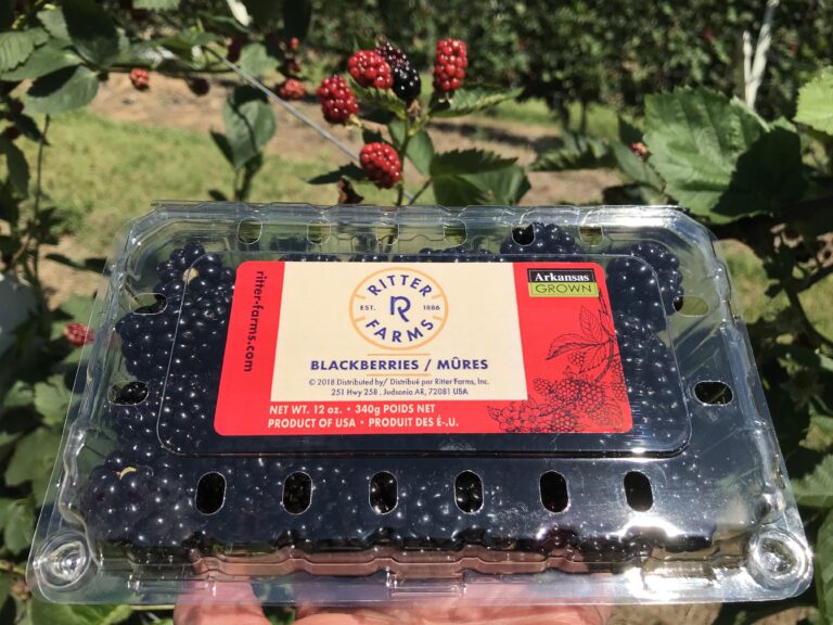 Blackberries in a plastic clamshell