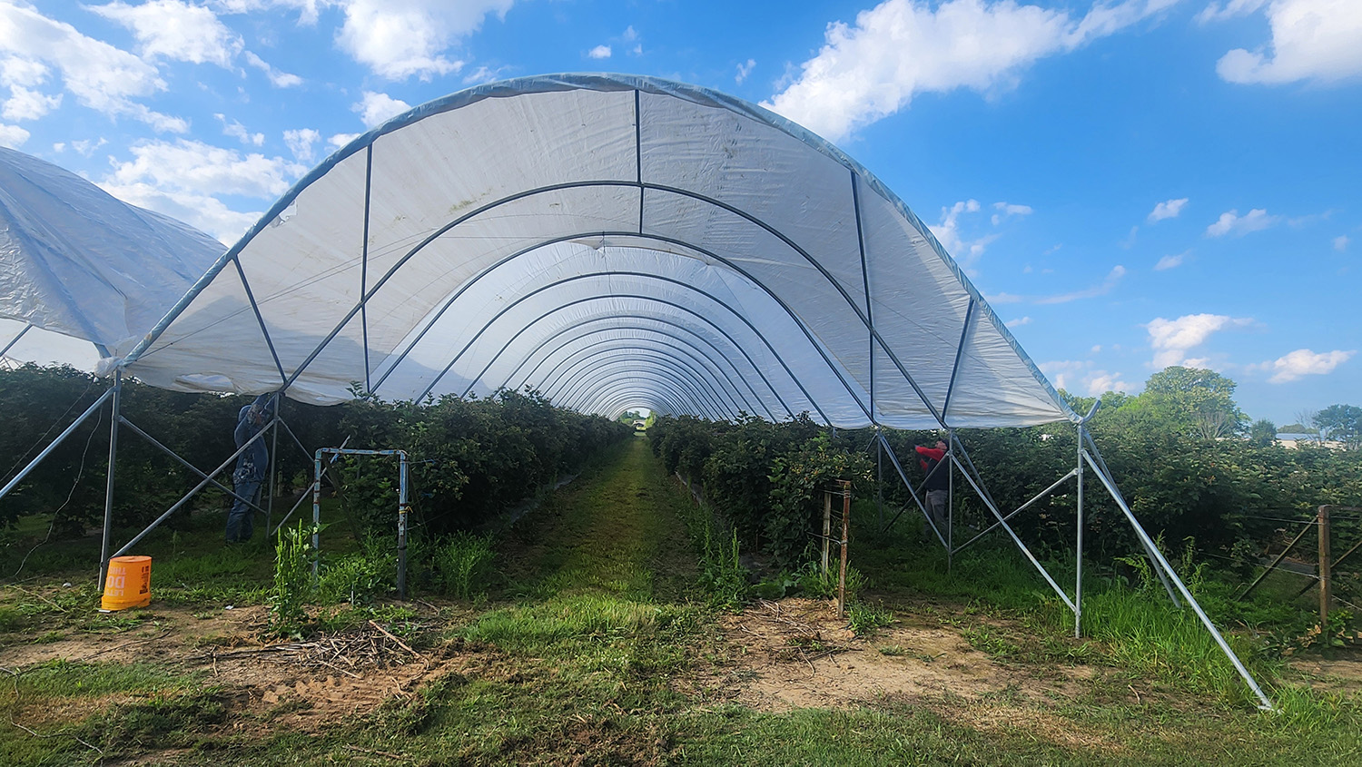 blackberry plants under hoop shade structure