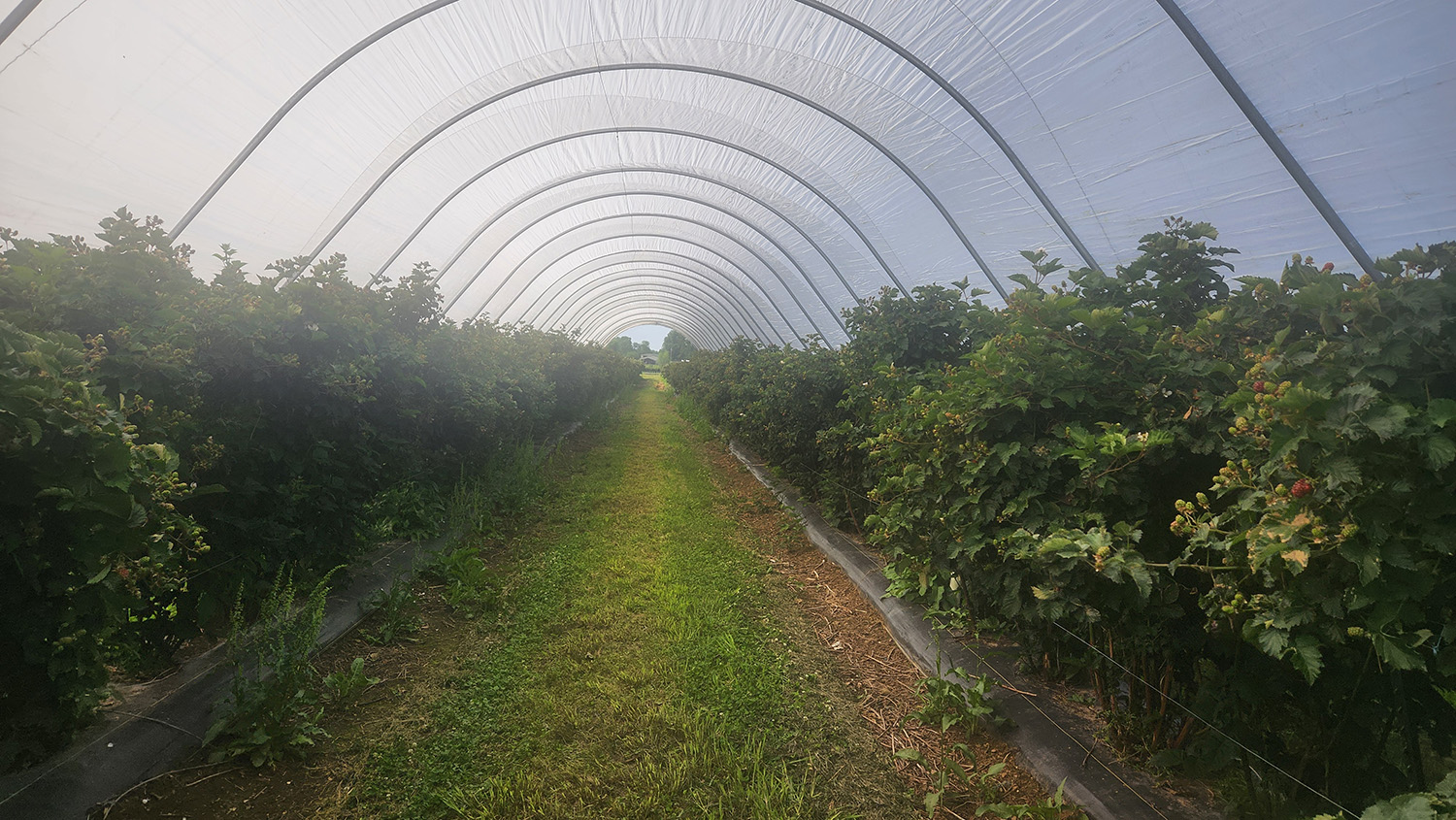 Inside a hoop shade structure