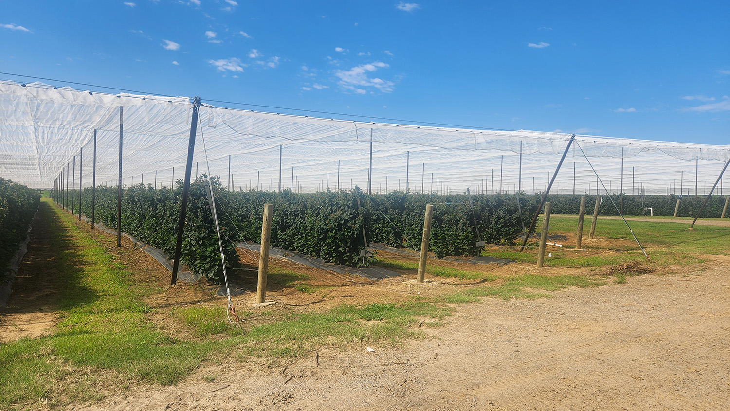 blackberry plants growing under shade structure