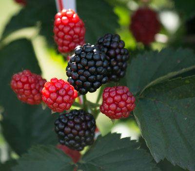 Blackberry Discovery Farm