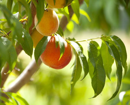 Peach Discovery Farm