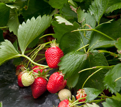 Strawberry Discovery Farm